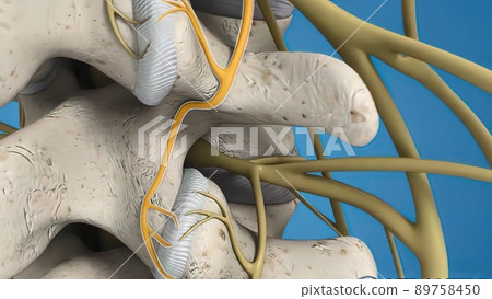 Branch nerves send signals to brain 89758450