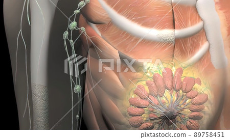 The female breast tissue extends from the collarbone to the armpit and the middle of the rib cage. 89758451