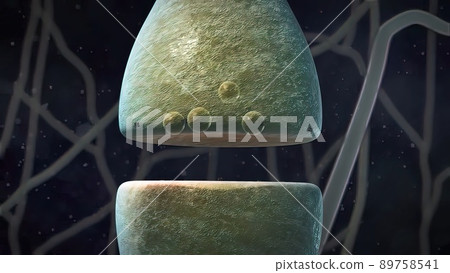 Synaptic transmission, human nervous system 89758541