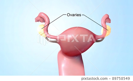 Female reproductive organ, sperm entering the canal Female reproductive organ, sperm entering the canal 89758549