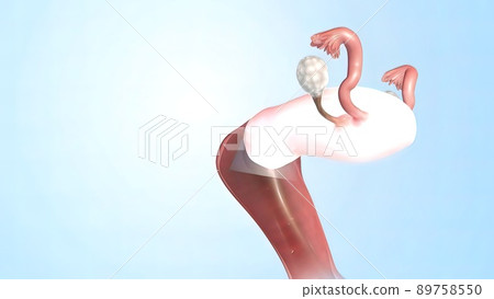 Female Reproductive System 3d Anatomy Female Reproductive System 3d Anatomy 89758550