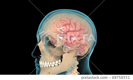 Cerebrospinal fluid (CSF) is a clear fluid that surrounds the brain and spinal cord Cerebrospinal fluid (CSF) is a clear fluid that surrounds the brain and spinal cord 89758551