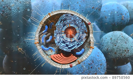 Cell structure and components, mitochondria, nucleus and cytoplasm 89758560