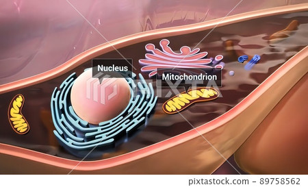 Cell structure and components, mitochondria, nucleus and cytoplasm Cell structure and components, mitochondria, nucleus and cytoplasm 89758562