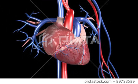 Cardiovascular System Human Blood Arteries And Veins 89758589