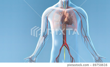 Transparent male model capillary blood flow on blue back ground 89758616