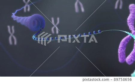 3D illustration X chromosomes. Telomerase restores short bits of DNA known as telomeres 89758656