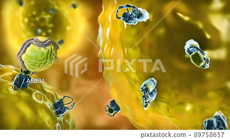 Genetic Variation in ABCG1 and Risk of Myocardial Infarction and Ischemic Heart 89758657