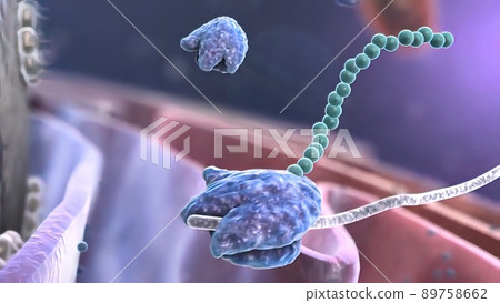 Cell nucleus and its internal structure 89758662