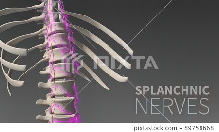 3D illustration Showing The Human Nervous System 3D illustration Showing The Human Nervous System 89758668