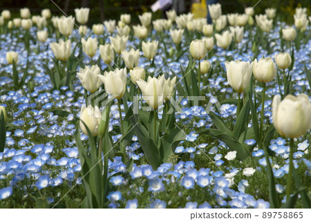 Nemophila tulip 89758865