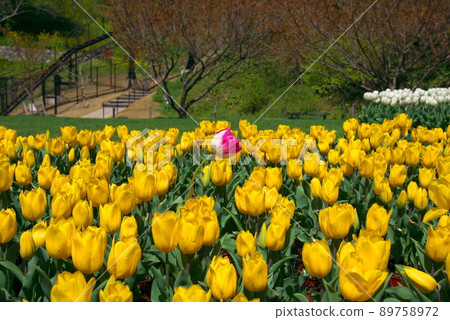 桃紅色和黃色鬱金香 89758972