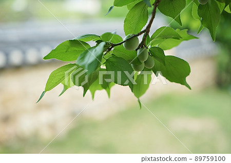 plum on the old house wall 89759100