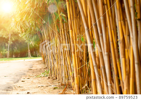 Bamboo forest and morning sunlight. abstract nature plant agriculture  background. 89759523