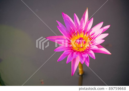 Close up Natural beautiful pink purple lotus flowers have yellow color in the middle abstract nature background Close up Natural beautiful pink purple lotus flowers have yellow color in the middle abstract nature background 89759668