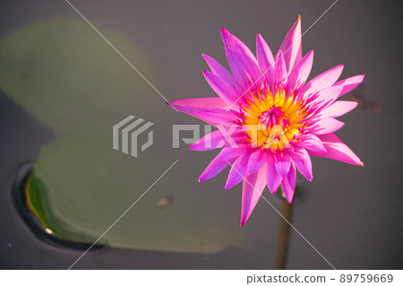 Close up Natural beautiful pink purple lotus flowers have yellow color in the middle abstract nature background 89759669