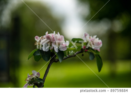 spring-summer plant shown on a blurred background, green and blurred background, macrophotography spring-summer plant shown on a blurred background, green and blurred background, macrophotography 89759884