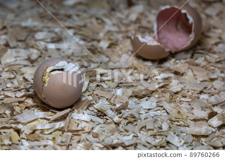 detail of Just opened egg newborn baby chicken detail of Just opened egg newborn baby chicken 89760266