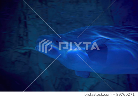 Beluga dolphin underwater close up portrait looking at you Beluga dolphin underwater close up portrait looking at you 89760271