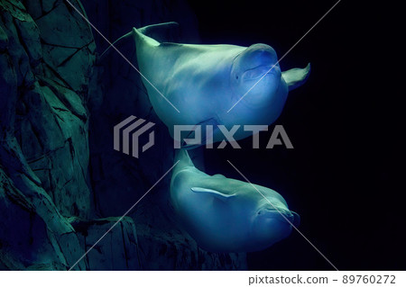 Beluga dolphin underwater close up portrait looking at you Beluga dolphin underwater close up portrait looking at you 89760272