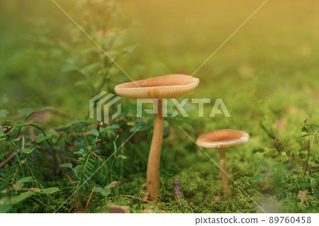 Beautiful closeup two mushrooms growing on green moss and forest background. Mushroom macro, forest nature background. mushrooms are inedible Beautiful closeup two mushrooms growing on green moss and forest background. Mushroom macro, forest nature background. mushrooms are inedible 89760458