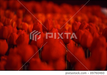 Tulip field in Kiso Sansen Park dyed in red Tulip field in Kiso Sansen Park dyed in red 89760460