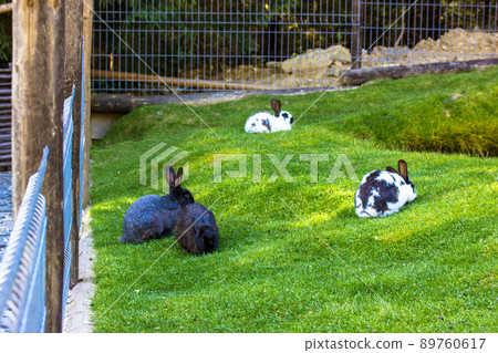 Cute bunnies in a pen. Black and white rabbits lying on green lawn by a pond at spring, summer sunny day. Well-fed rabbits in a meadow. Easter holiday concept. Animals outdoor on domestic farm, in zoo 89760617