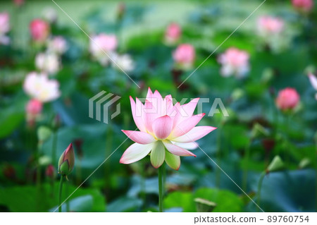 美麗的花池(蓮花、fuyo、菡萏、fubu) 美麗的花池(蓮花、fuyo、菡萏、fubu) 89760754