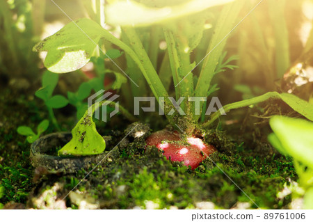 Ripe radish in ground. Growing vegetables in garden. Harvesting. 89761006