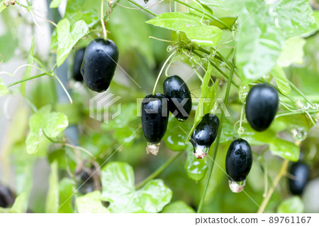 Ripe fruit of American sea urchin 89761167