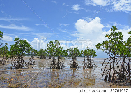 The roots of the loop-root mangrove that appeared at low tide on the tidal flats of Iriomote Island against the backdrop of the blue sky and white clouds in midsummer. The roots of the loop-root mangrove that appeared at low tide on the tidal flats of Iriomote Island against the backdrop of the blue sky and white clouds in midsummer. 89761687