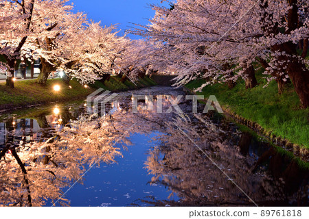 弘前公園的櫻花 89761818