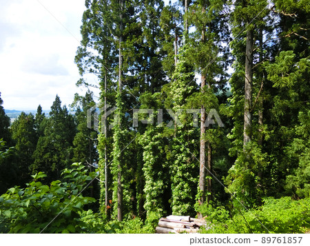 Trees around Inaniwa Castle (Yuzawa City, Akita Prefecture) 89761857