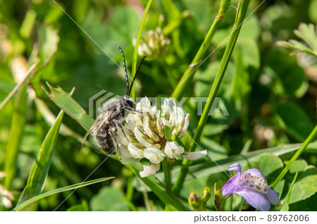 NIPPON HIGENNAGA Honeybee NIPPON HIGENNAGA Honeybee 89762006