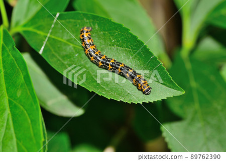 Larva of Uume leek Larva of Uume leek 89762390