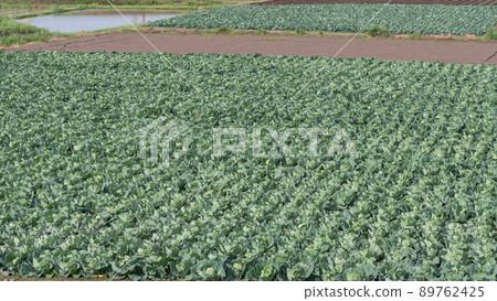 Cabbage field Cabbage field 89762425