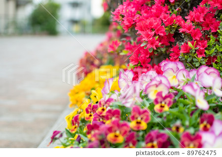 四月的花壇(小月、三色堇等) 四月的花壇(小月、三色堇等) 89762475