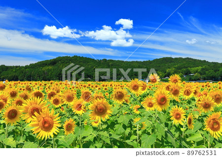 [Tochigi Prefecture] Sunflower Festival in fine weather (Mashiko Town) 89762531