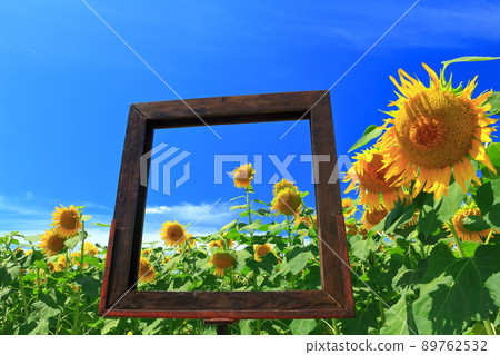 [栃木縣]晴好的向日葵節（益子町） 89762532