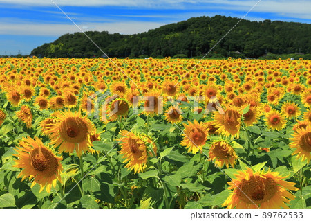 [栃木縣]晴好的向日葵節（益子町） 89762533