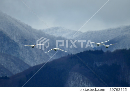 在豬苗代湖的天鵝 89762535