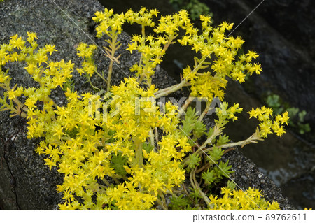 路邊的景天墨西哥黃花 89762611
