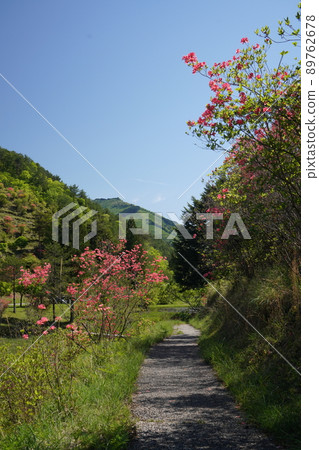 黑藏沼澤的杜鵑花1 黑藏沼澤的杜鵑花1 89762678