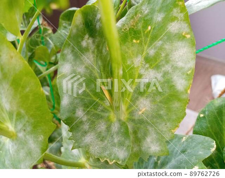 Powdery mildew spread to snap peas 89762726