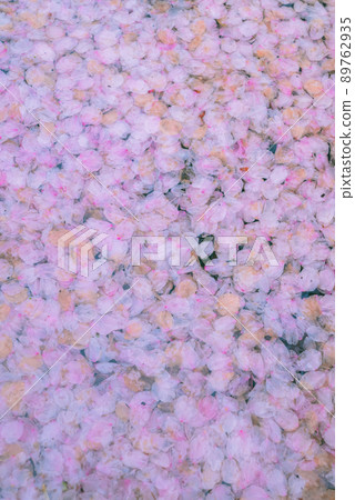 Image of flower raft [cherry petals] 89762935
