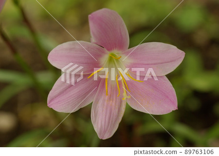 粉色雨百合的粉色花朵很可愛 粉色雨百合的粉色花朵很可愛 89763106