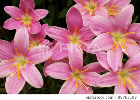 粉色雨百合的粉色花朵很可愛 89763109