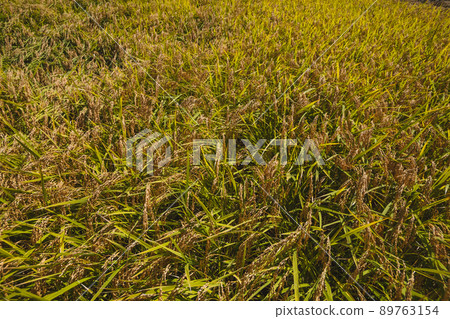 Rice reaping Rice reaping 89763154