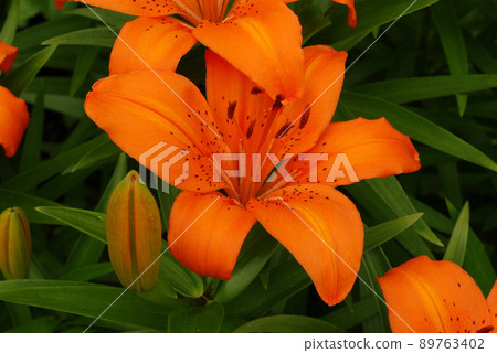 The flowers of orange lily are passionate and strong 89763402
