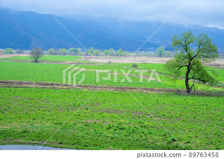 Chikuma River Riverbed Road Station Hananoeki View near the Chikuma River Early spring scenery 89763458